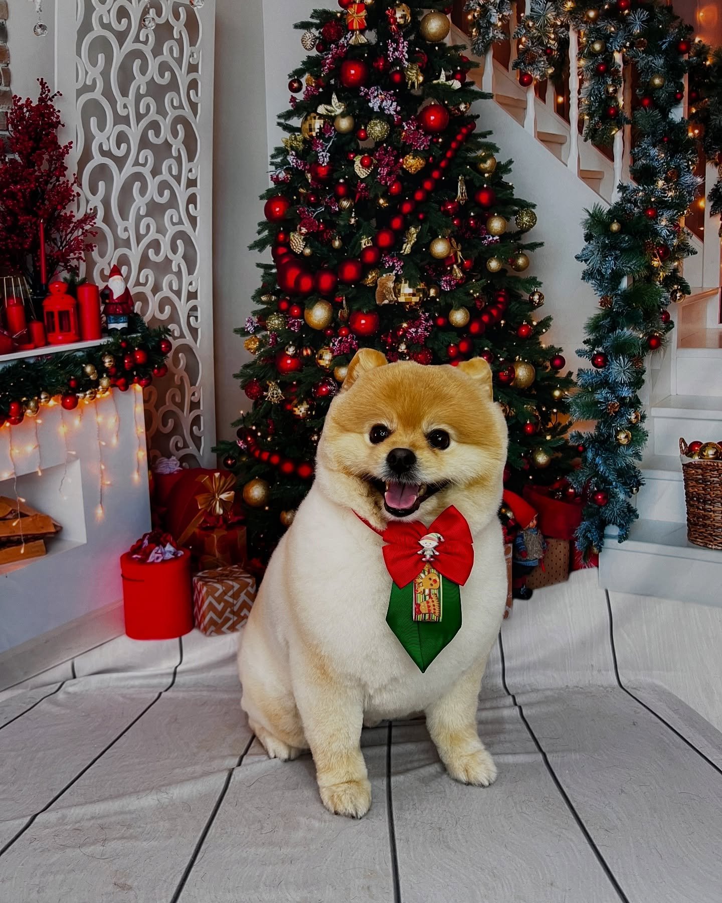 Foto 1 do Instagram da Happy Pet