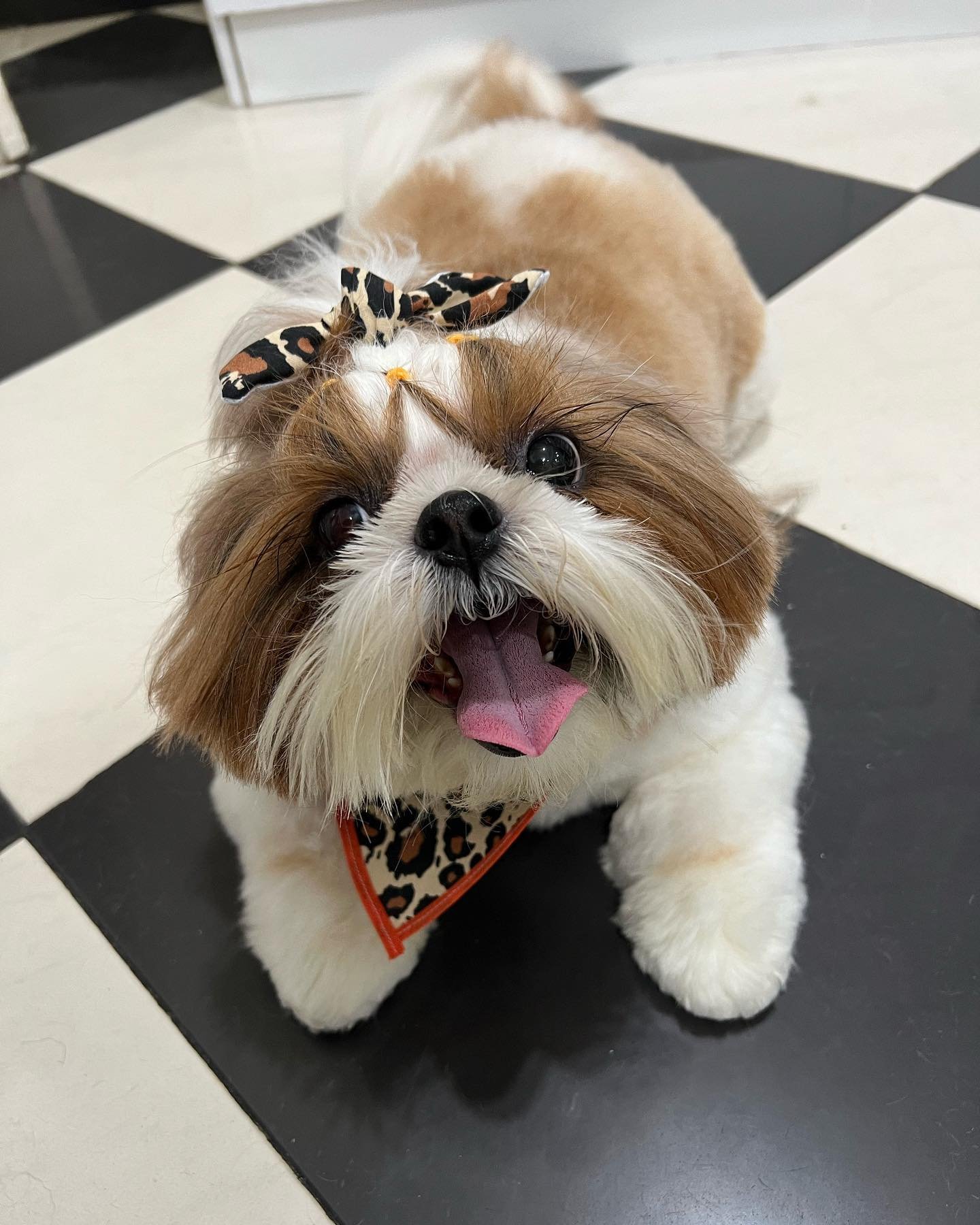 Foto 2 do Instagram da Happy Pet