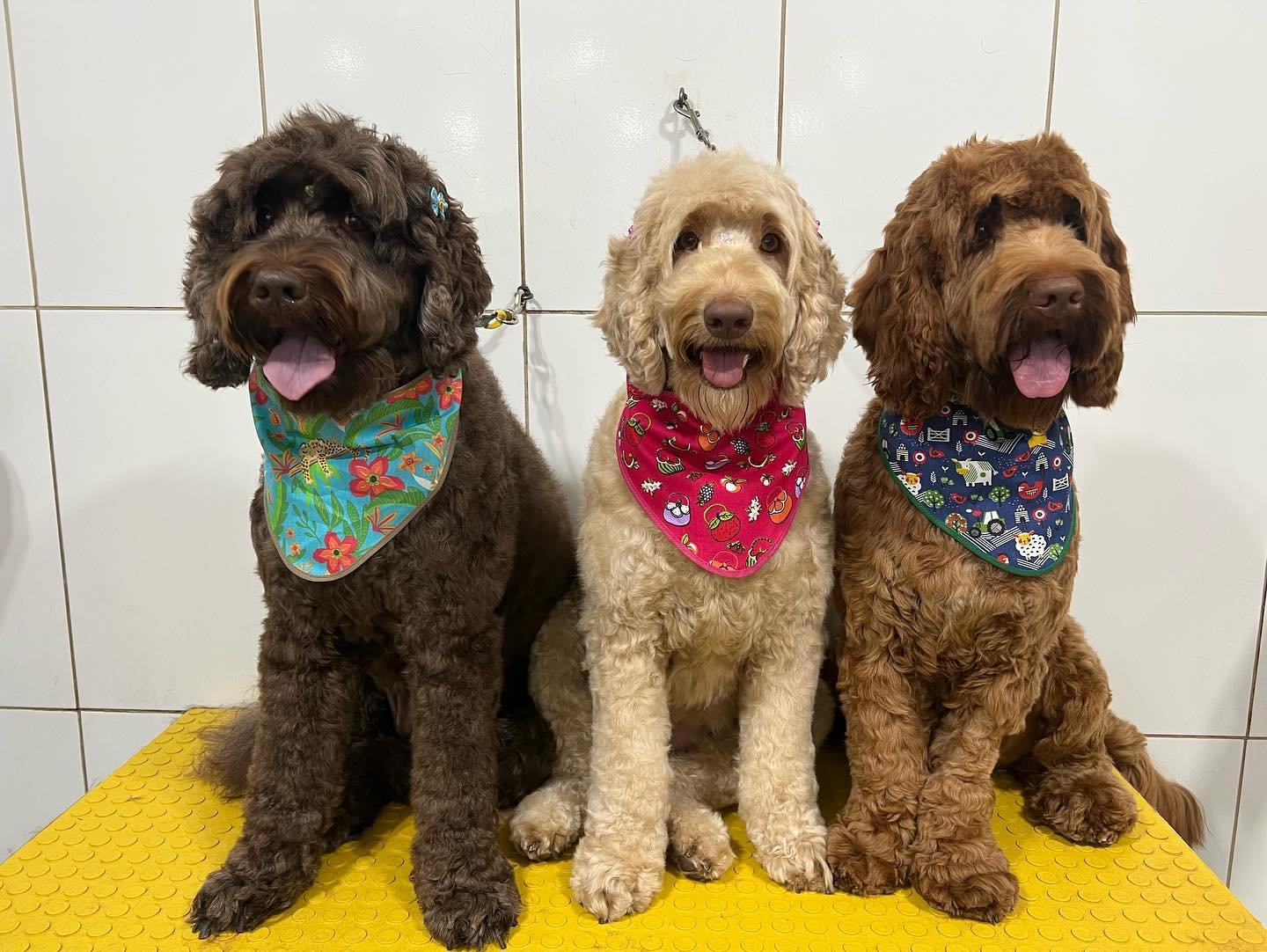 Foto 3 do Instagram da Happy Pet