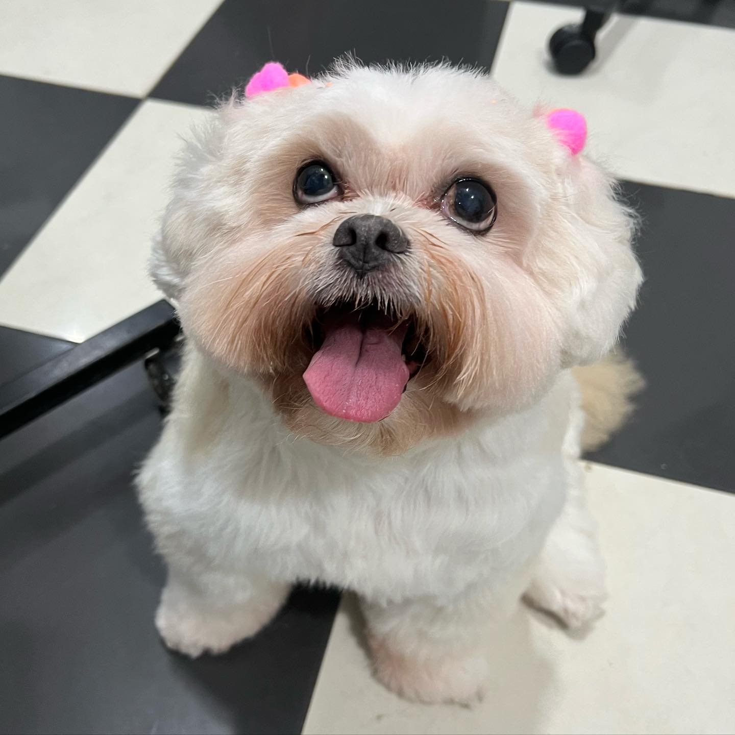 Foto 4 do Instagram da Happy Pet