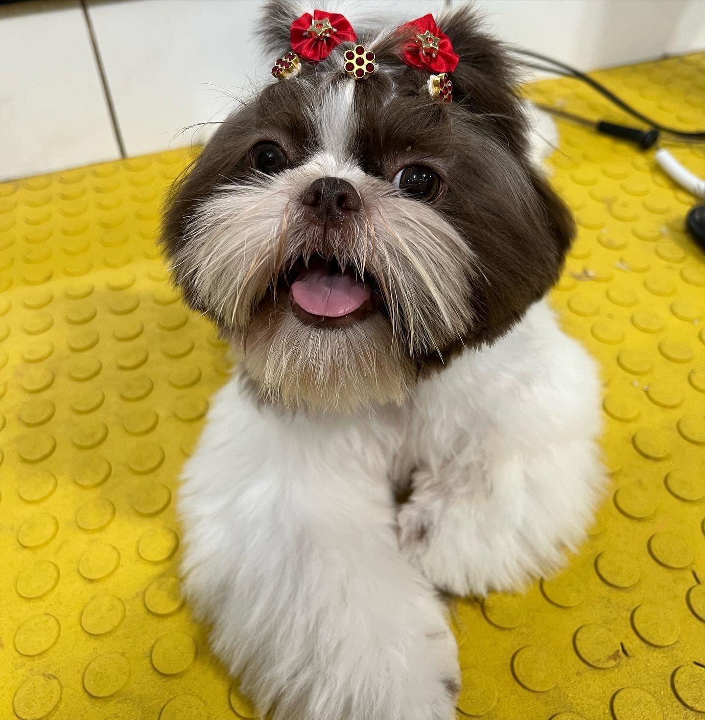 Foto 5 do Instagram da Happy Pet