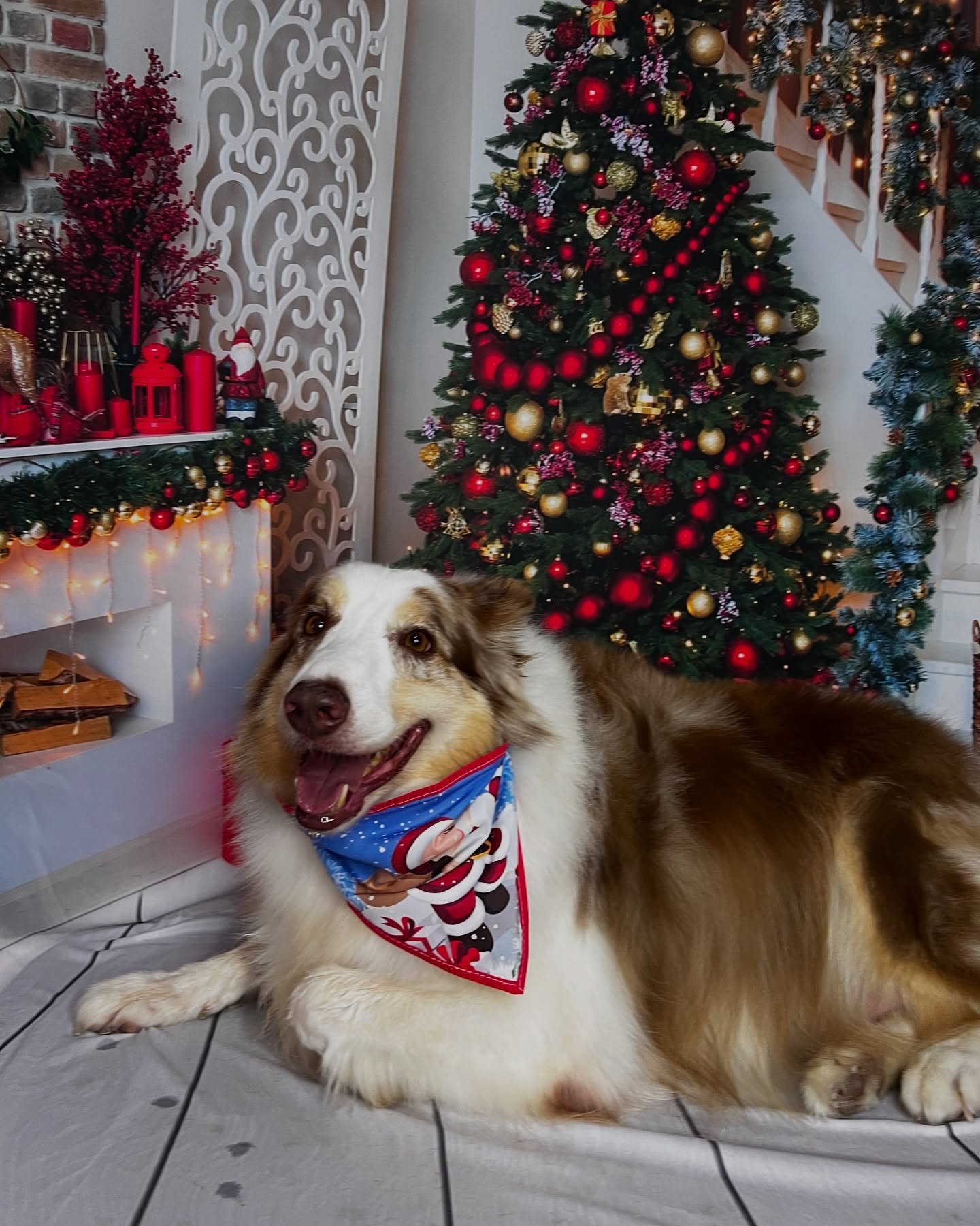 Foto 6 do Instagram da Happy Pet
